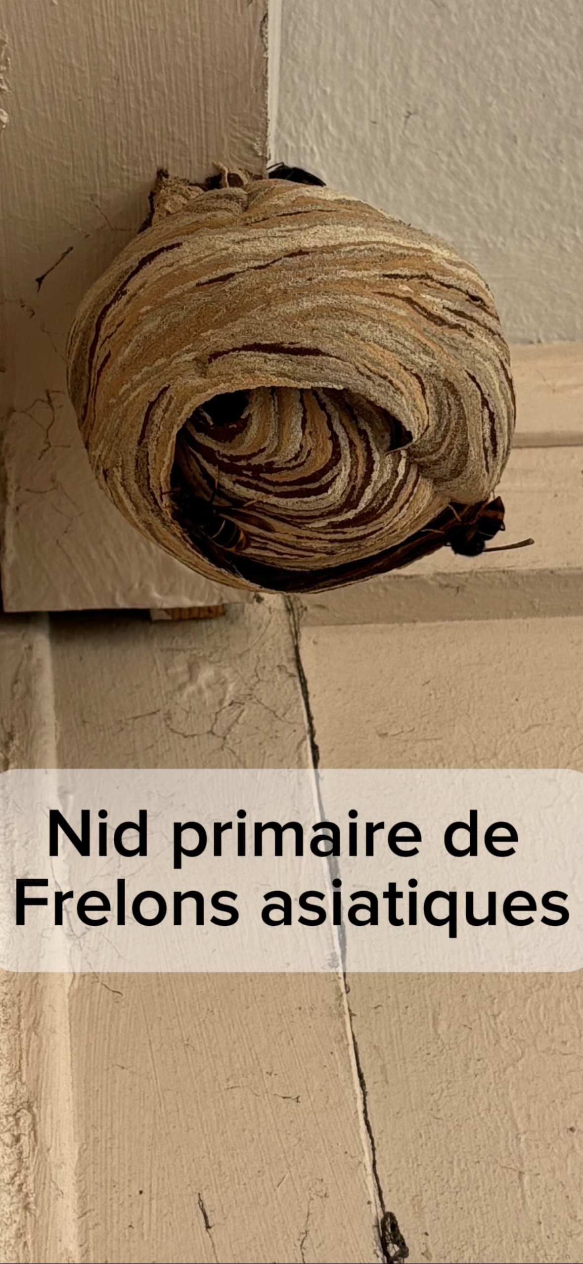 Action Nuisibles 83