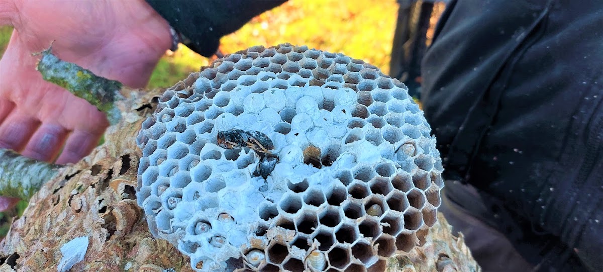 ECO Guêpes et frelons 28. Expert Frelons Chenilles Guêpes Cafards Taupier Dératiseur