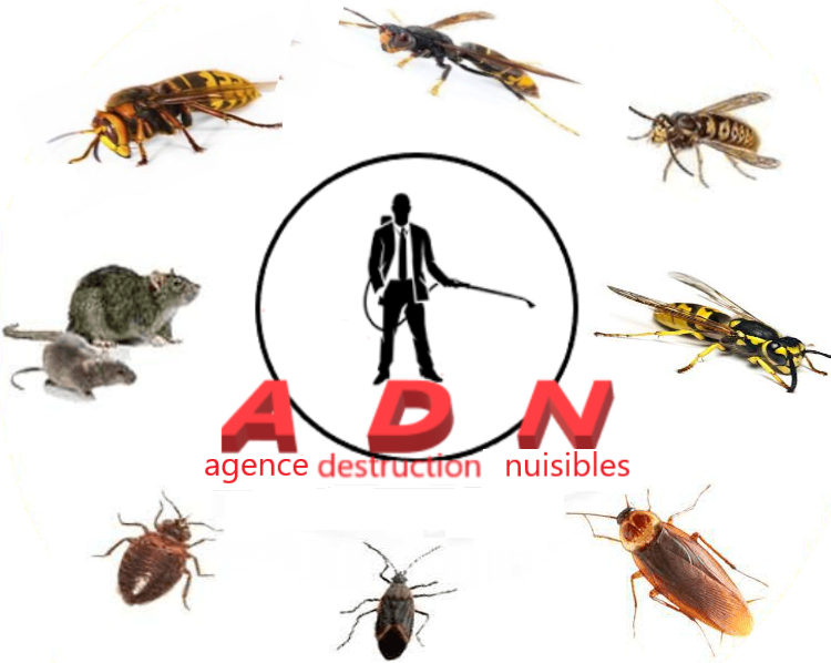 ADN45 frelon asiatique, guêpe ,frelon, dératisation