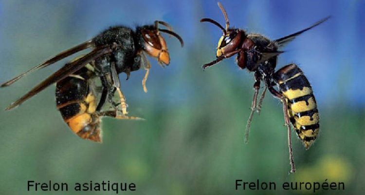 anjou-guepes-frelons-3d
