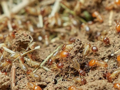 Termites & Nuisibles Gironde