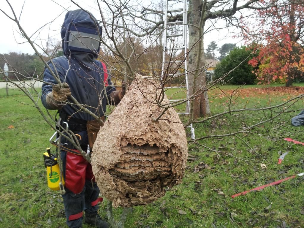 Médoc Rapide Services MRS SAS Frelon Guêpe Rat Souris Médoc