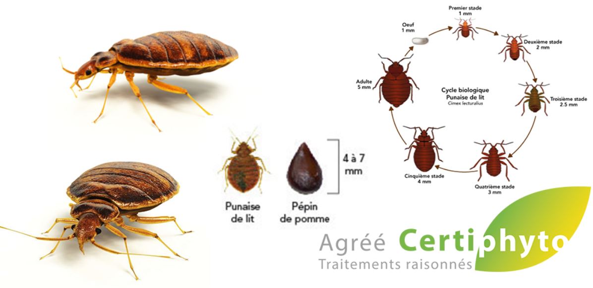 Les Exterminateurs
