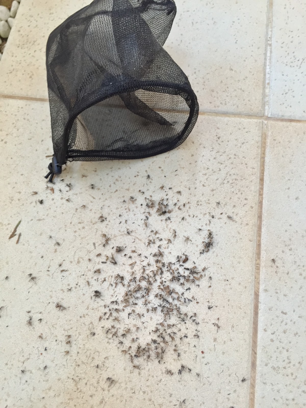 7/7 PEST CONTROL SERVICES