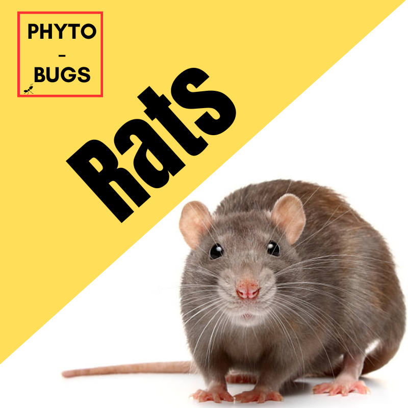 Phytobugs