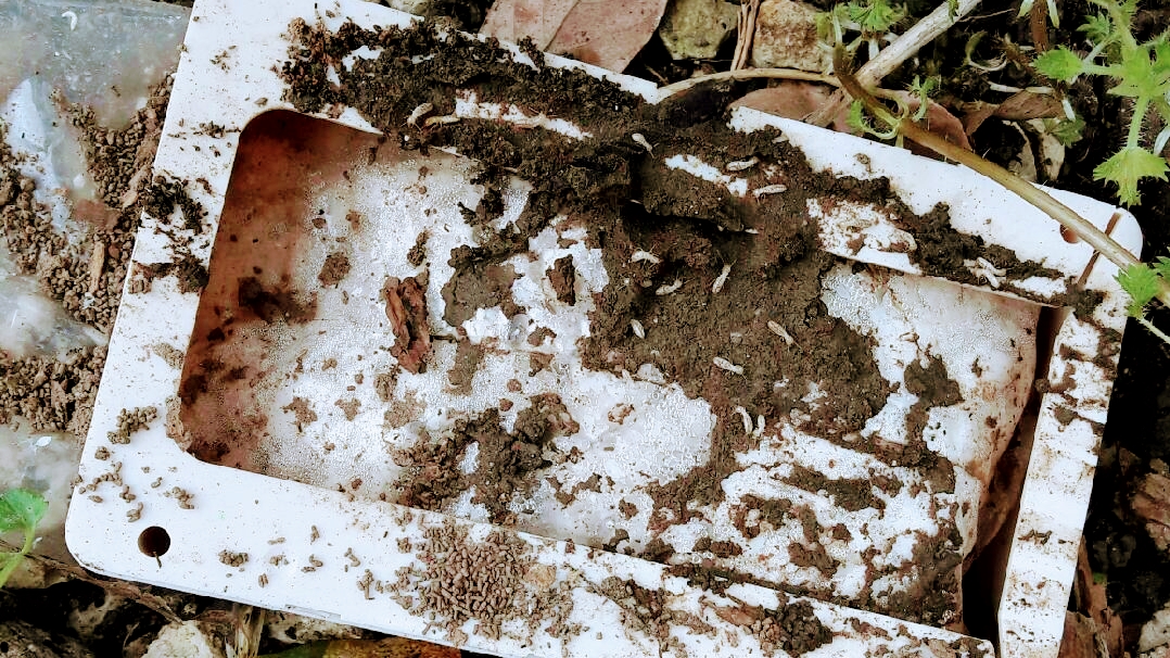 Framo Traitements, Termites, Capricornes, Humidité