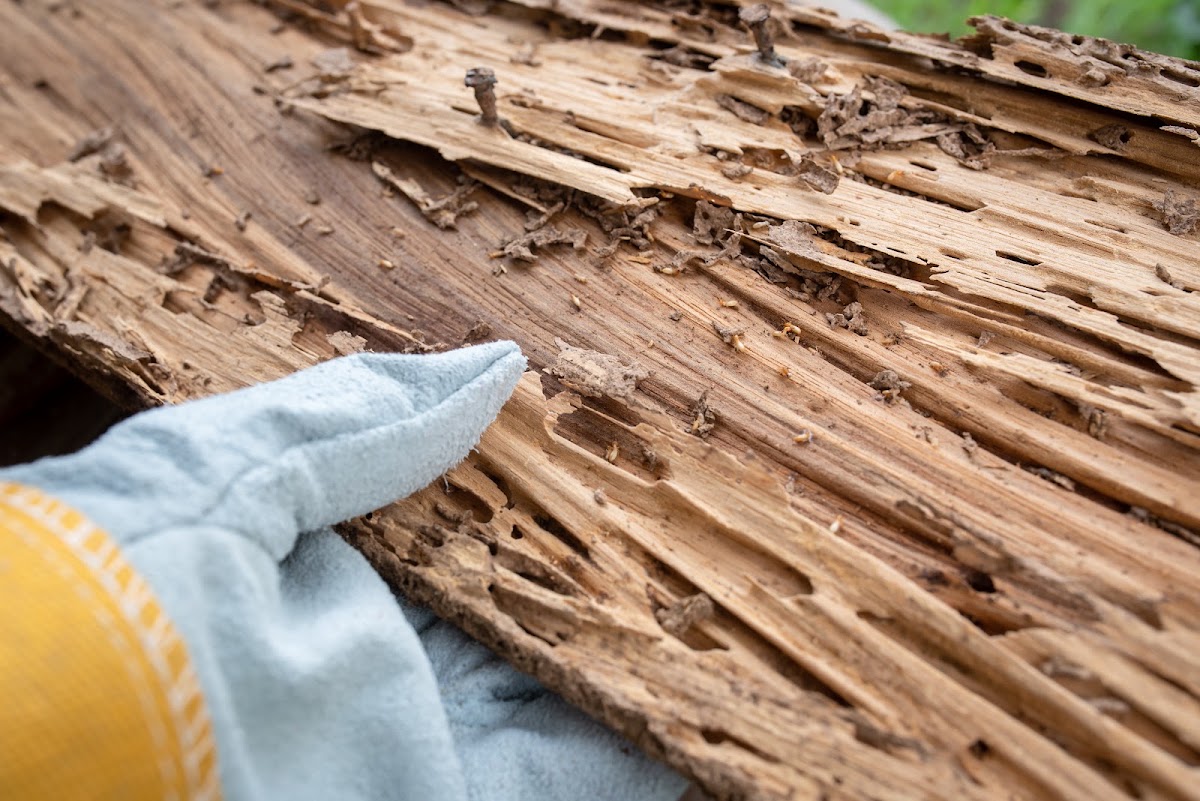 FCH Spécialiste traitement Termite et Capricorne en Gironde et Nouvelle Aquitaine.