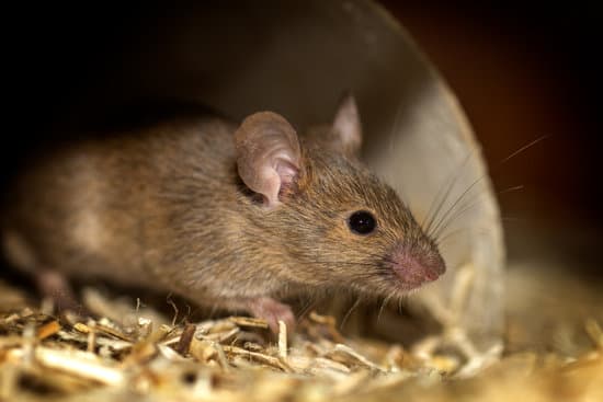 Eradik 35 dératisation rat souris taupes en ille et vilaine 35