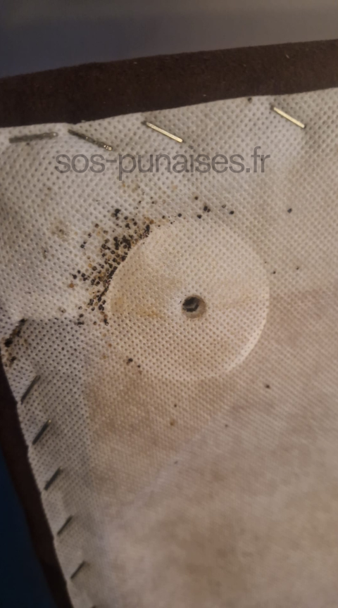 SOS Punaises de lit - Exterminateur Professionnel