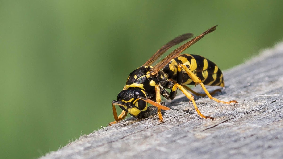 JNJ Désinsectisation - Dératiseur Calvados | Élimination Nids Guêpes Frelons Fourmis Mouches 14 Lisieux Orbec Livarot