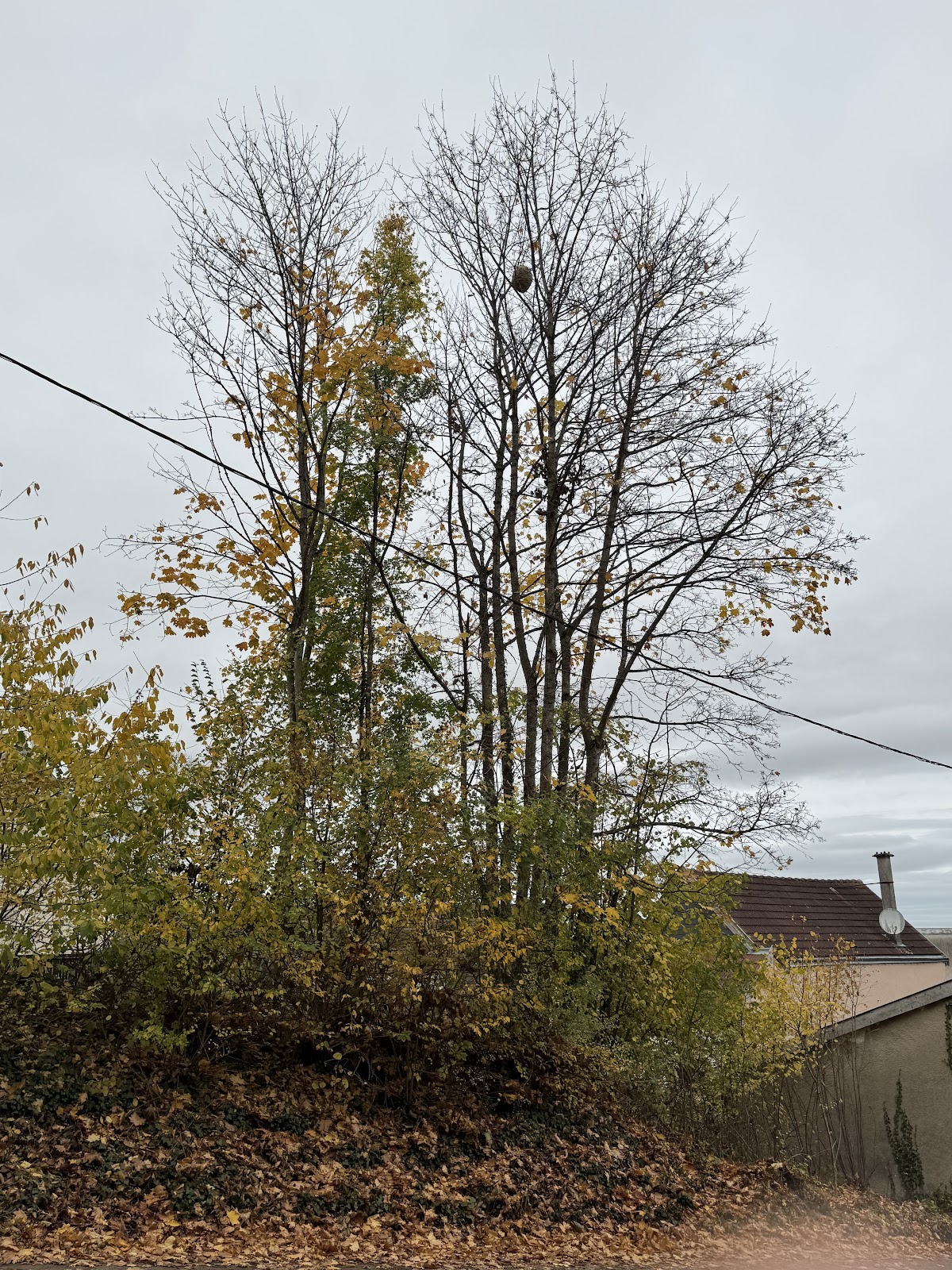 Marne Guêpes Frelons
