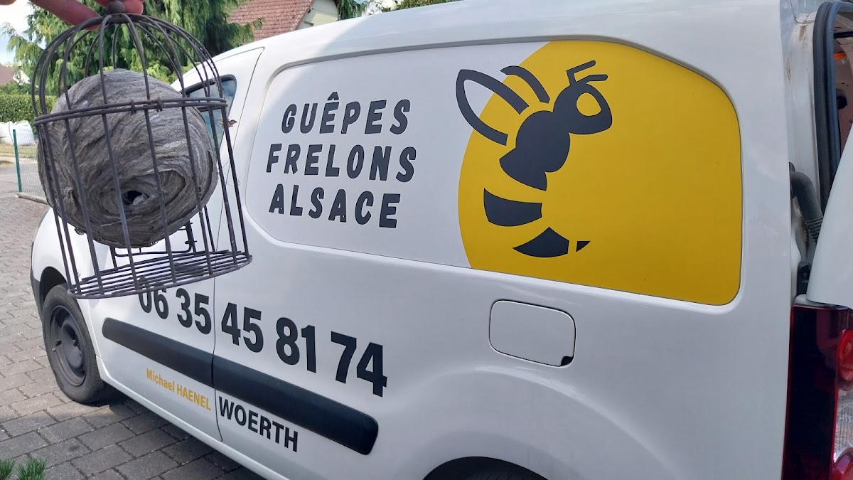 Guêpes Frelons Alsace