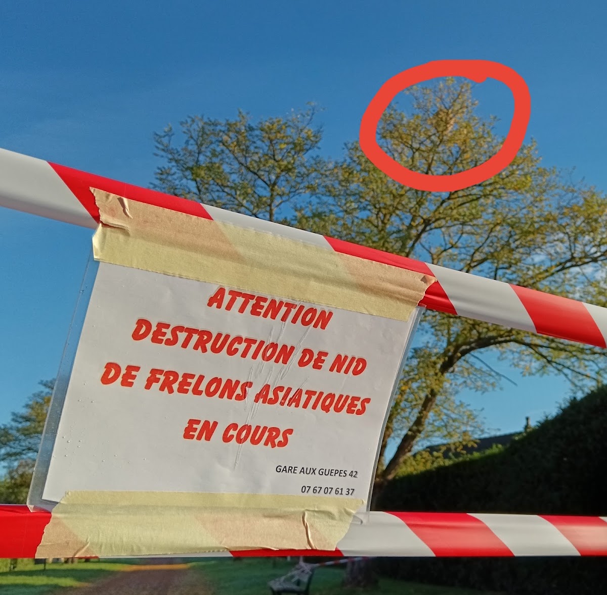Destruction nid de guêpes, frelons GARE AUX GUÊPES 42