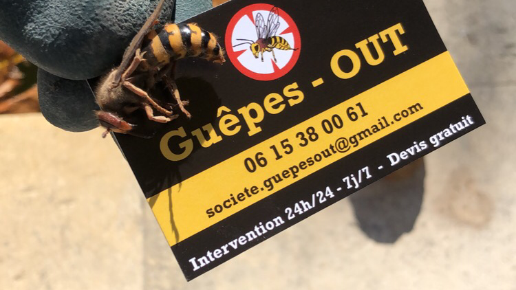 Guêpes Out