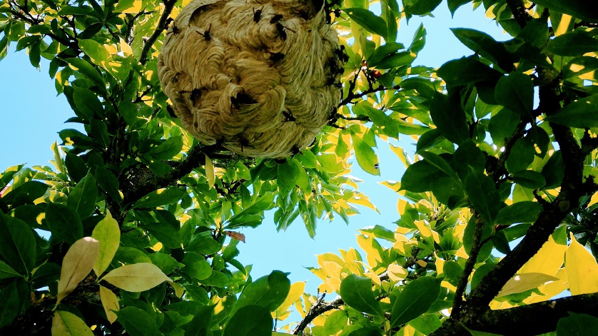 DL.3D guêpes frelons/apiculture