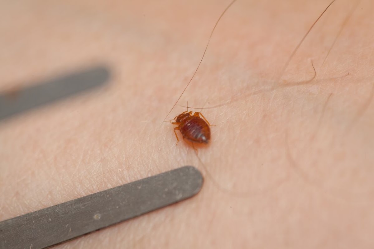 Exterminateur Punaise de Lit - Entreprise Certifiée