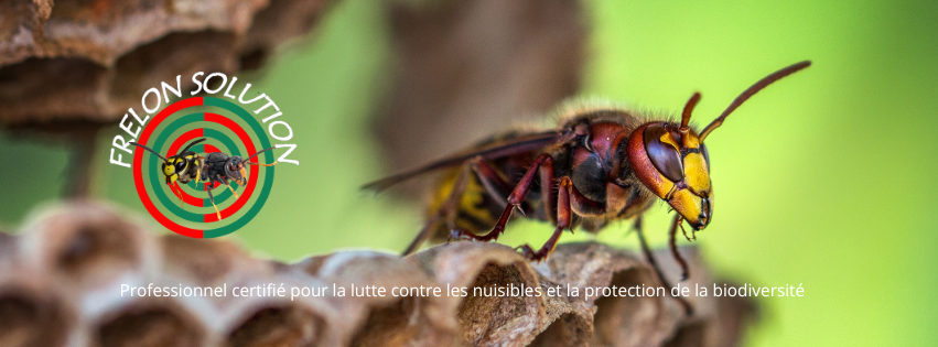 Frelon Solution