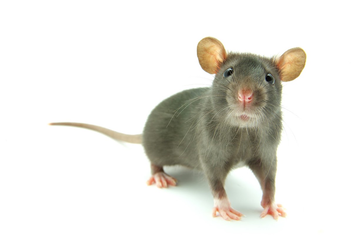 Aquinos - Prévention Pest Control