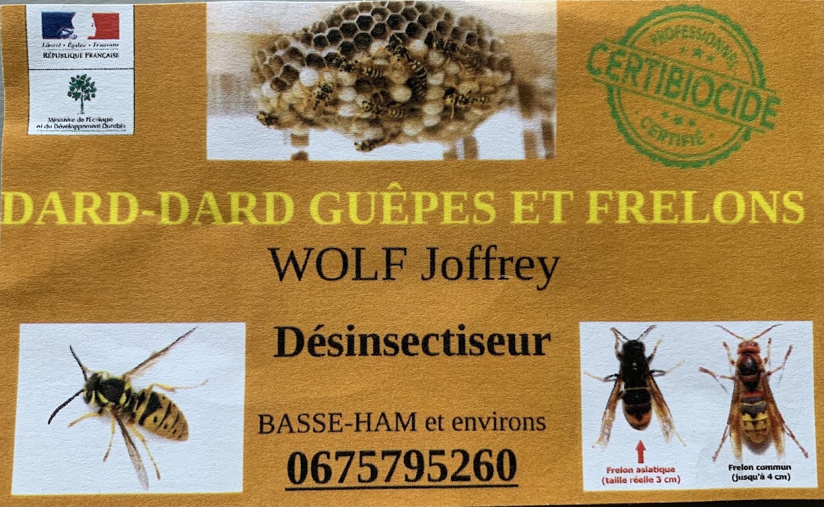 Dard Dard Guêpes et frelons