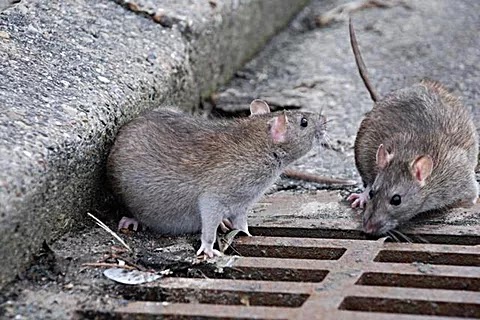 Val’Guêpes3D Frelons/guêpes/rats/souris/chenilles processionnaires/punaises de lit/taupes 44-49-85