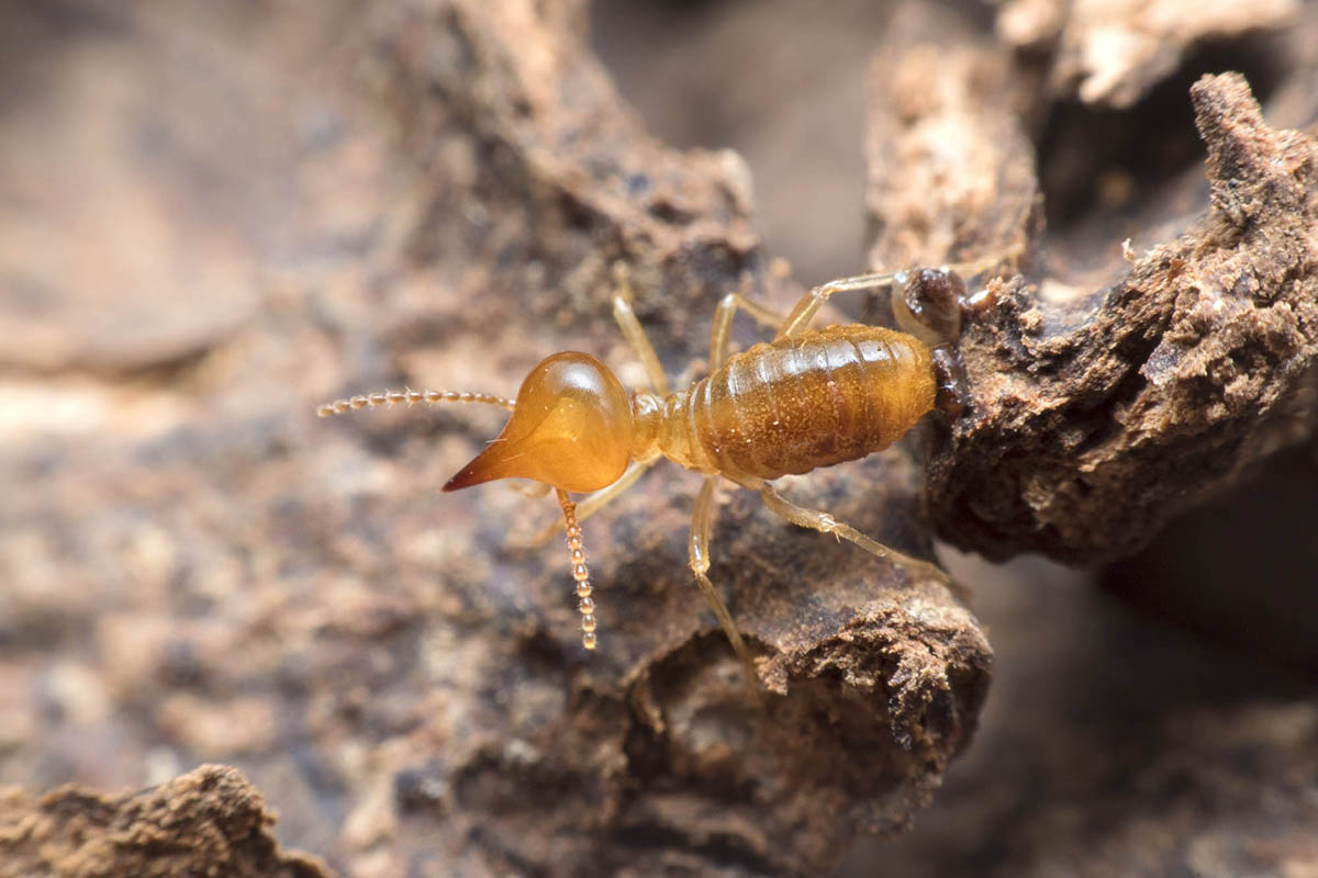 Termites Mérules Vendée - Détermitage