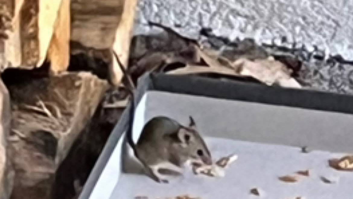 Hygiène 5d Gironde ( rats, souris, blattes, guêpes, frelons, punaise de lit)