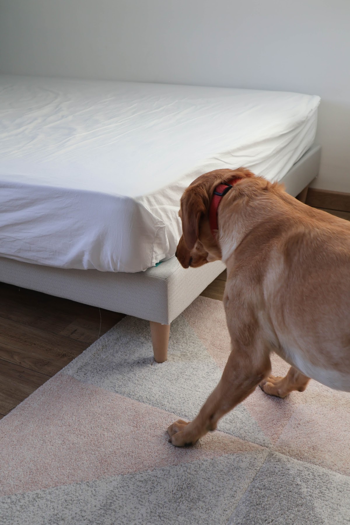 Bug Expert - Traitement et détection punaise de lit avec un chien renifleur