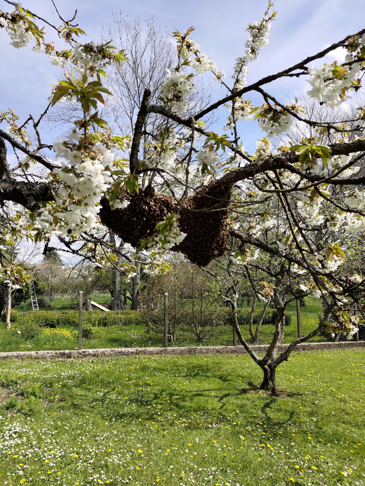 GAF Nuisibles SARREBOURG guêpes frelons abeilles cafard puce et punaise de lit dératisation