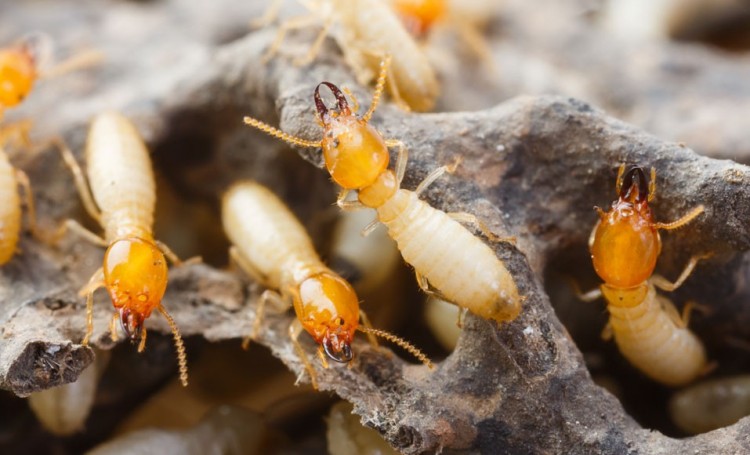 SAPA, Spécialiste traitement de bois et termites Charente-Maritime