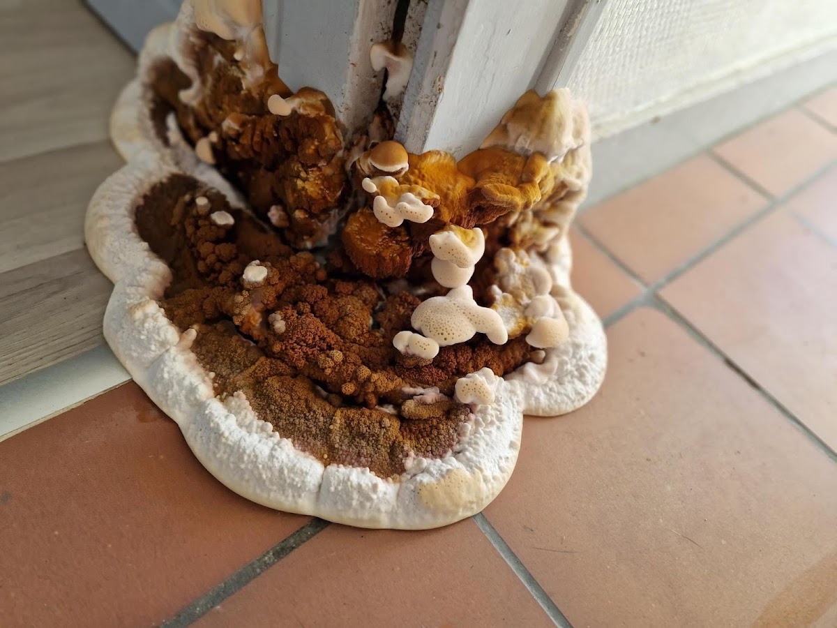 Champignon Bois Termite Isolation
