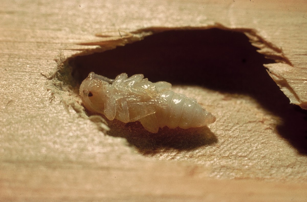 SOS Mérule - Entreprise Traitement de charpente bois, Termite, Capricorne, Vrillette, Humidité, Mérule 85