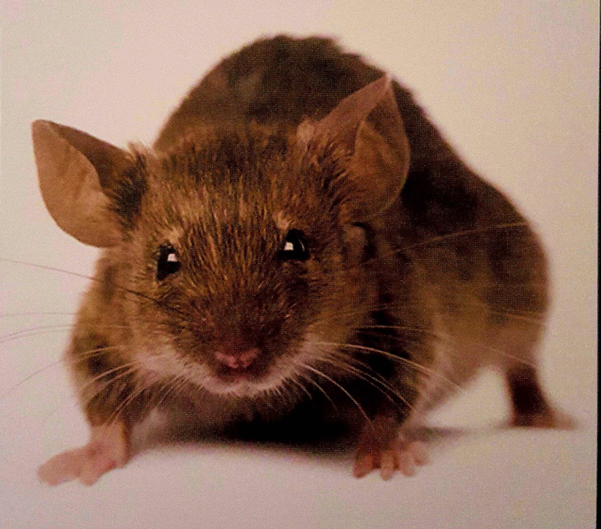 ZOLEO