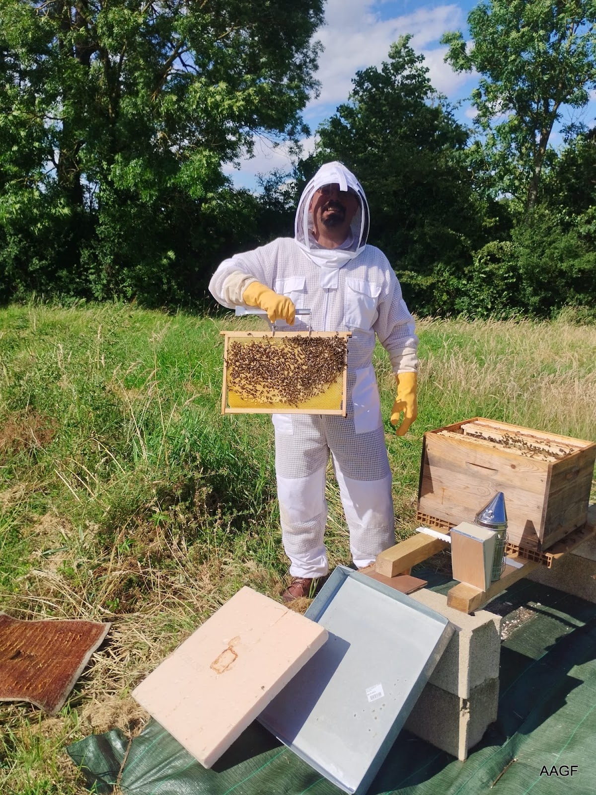 Aube Alerte Guêpes Frelons