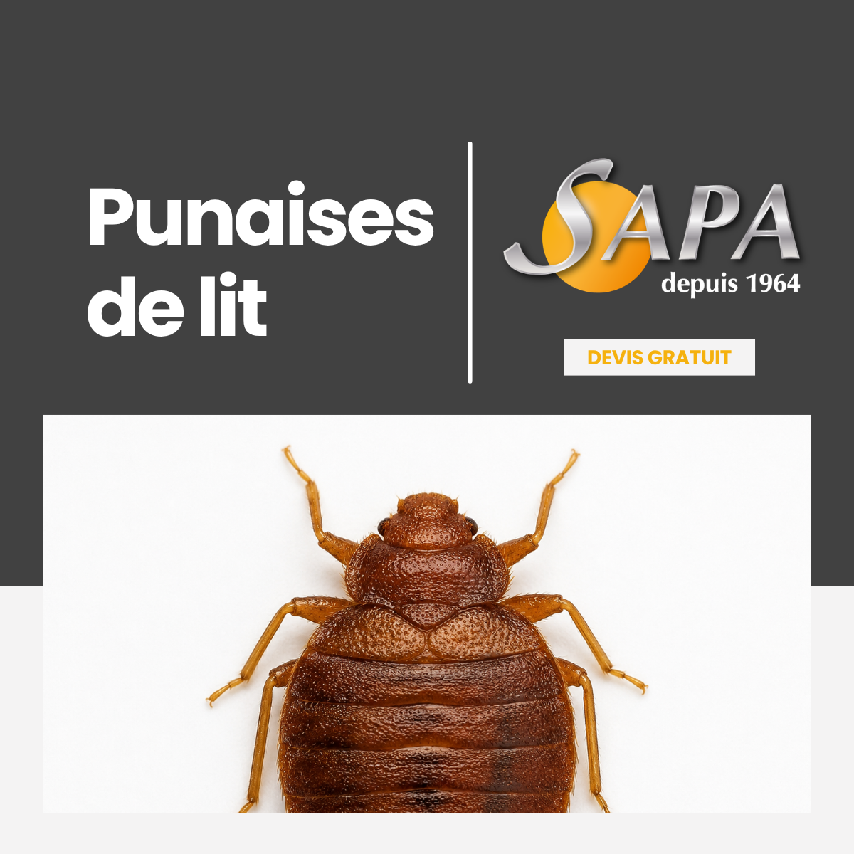 SAPA 35 - Traitement Bois termites