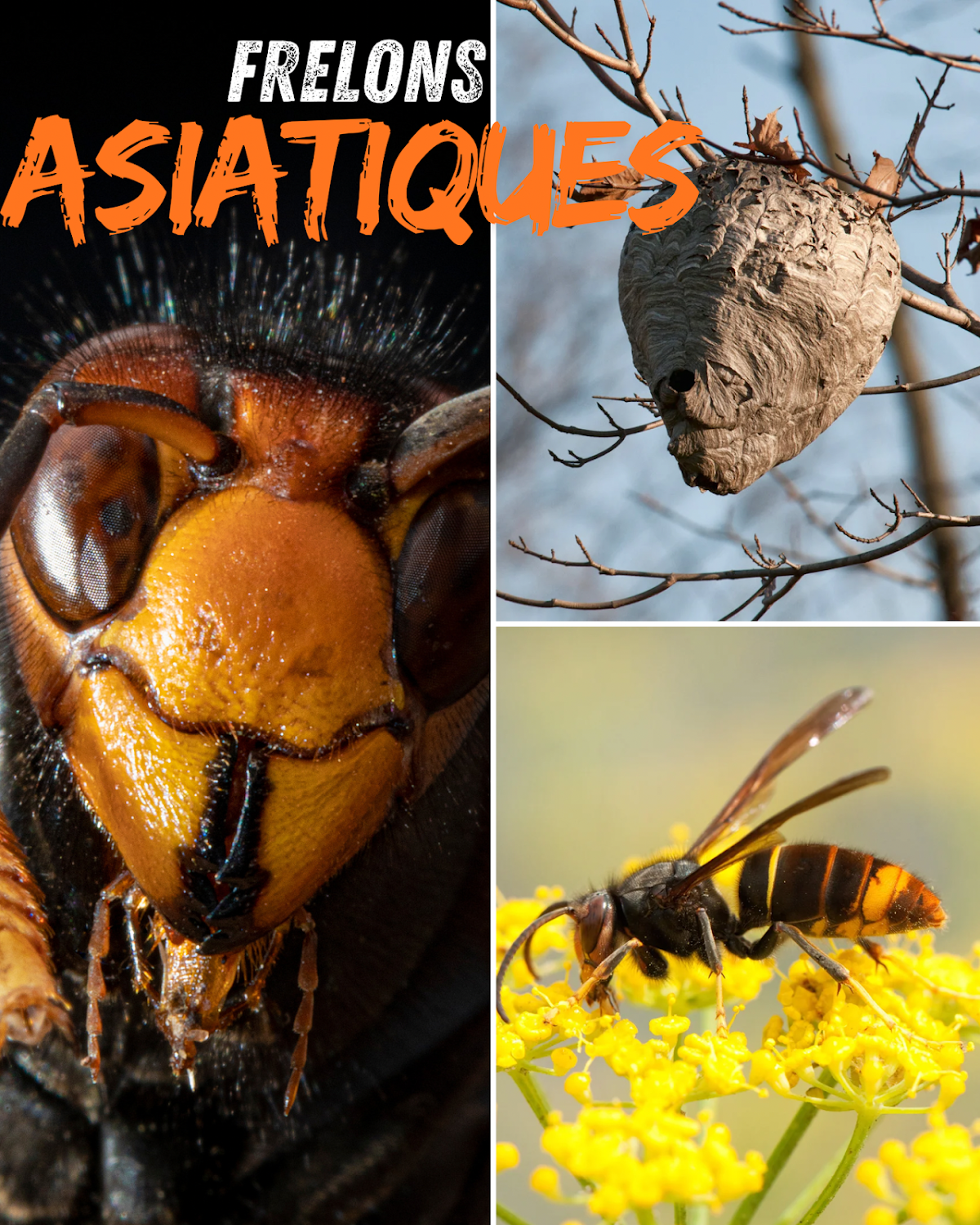 Apex Nuisibles