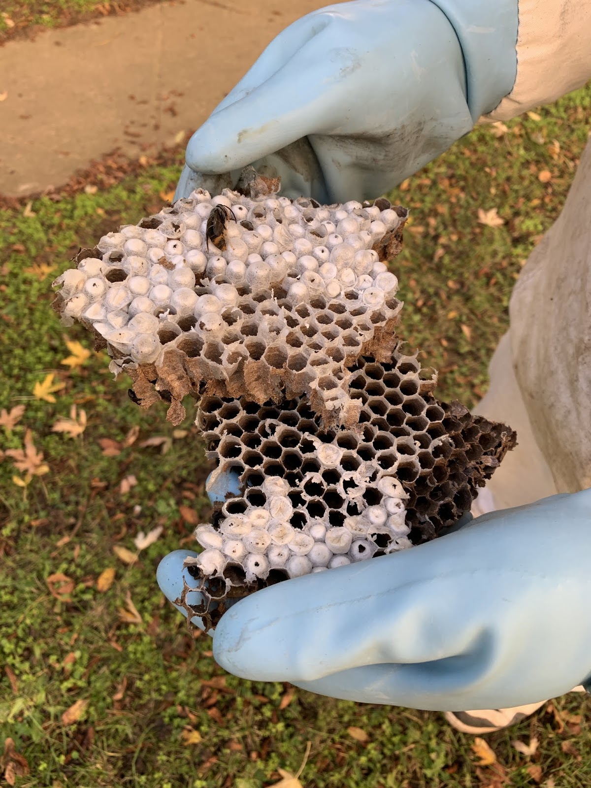 APIS Apiculture et Désinsectisation