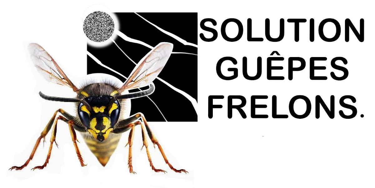 Solution Guêpes Frelons