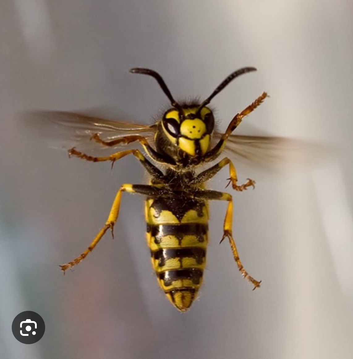 Morvan Guêpes - Entreprise spécialisée Guêpes Frelons Abeilles