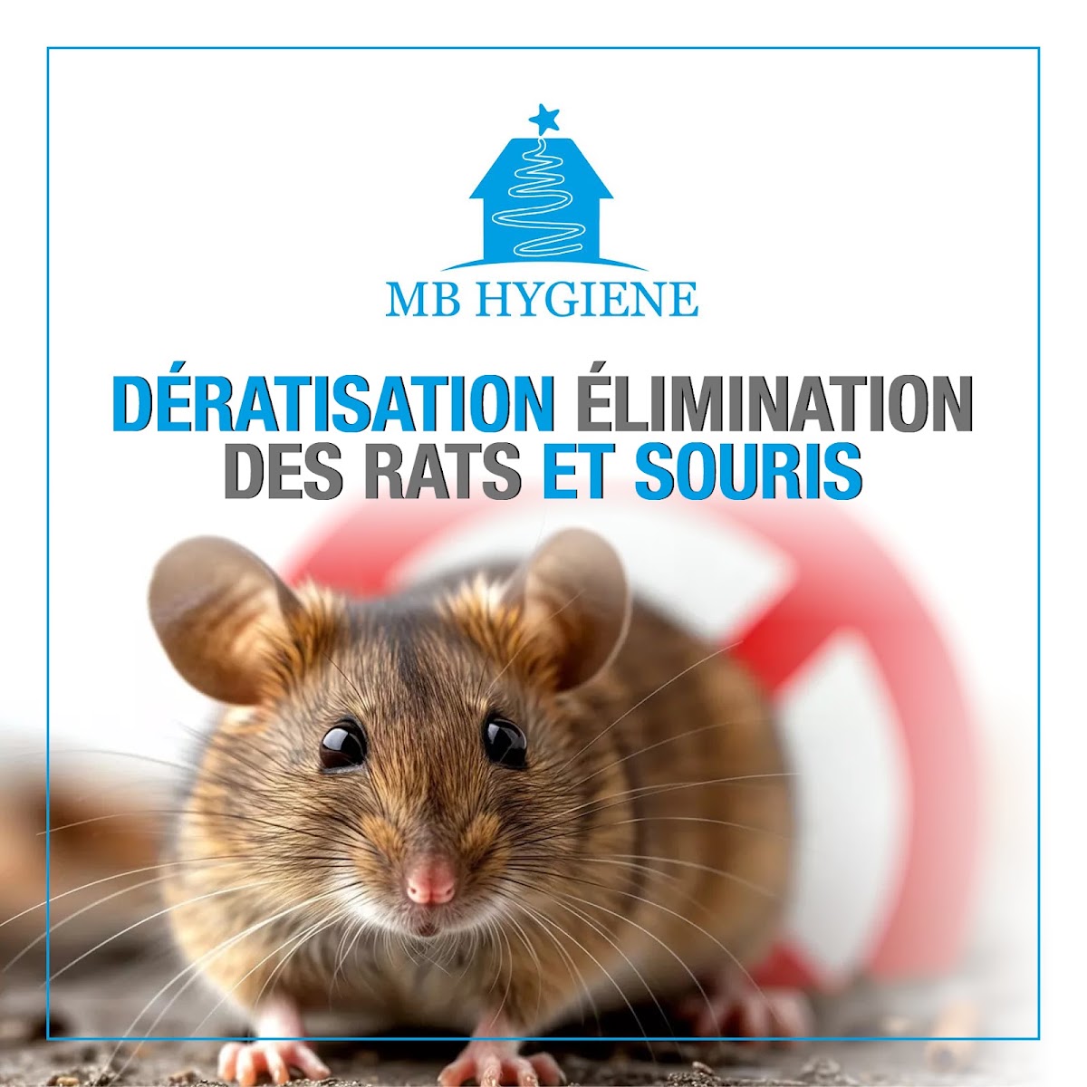 MB HYGIENE | Lutte contre les nuisibles I Dératisation - Désinsectisation - Désinfection