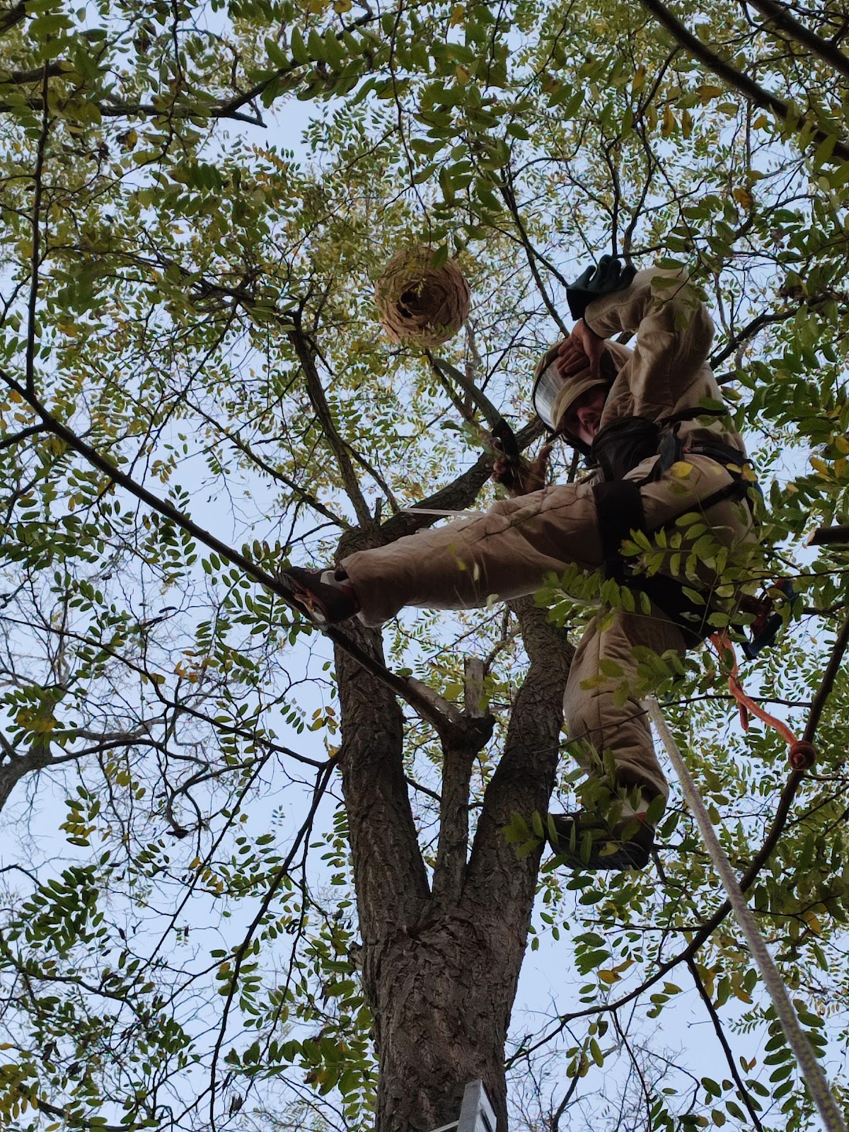 Chasseur de nuisibles