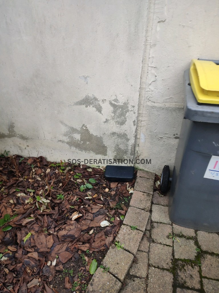 SOS Dératisation - Entreprise Anti Nuisible