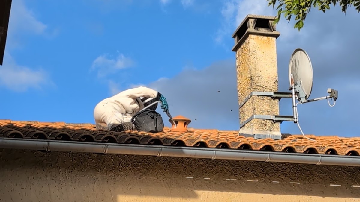 Se Ly Guêpes Frelons