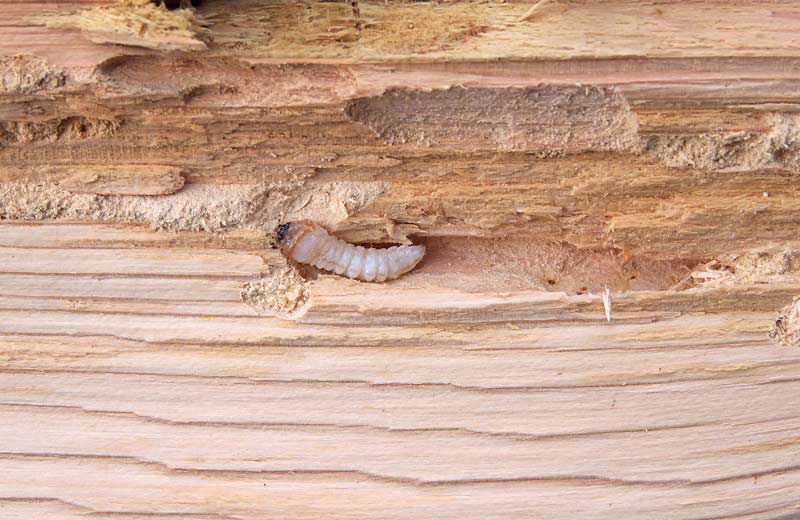 PAMI à Nîmes Traitement anti-termites et bois de charpente contre les xylophages et les champignons lignivores