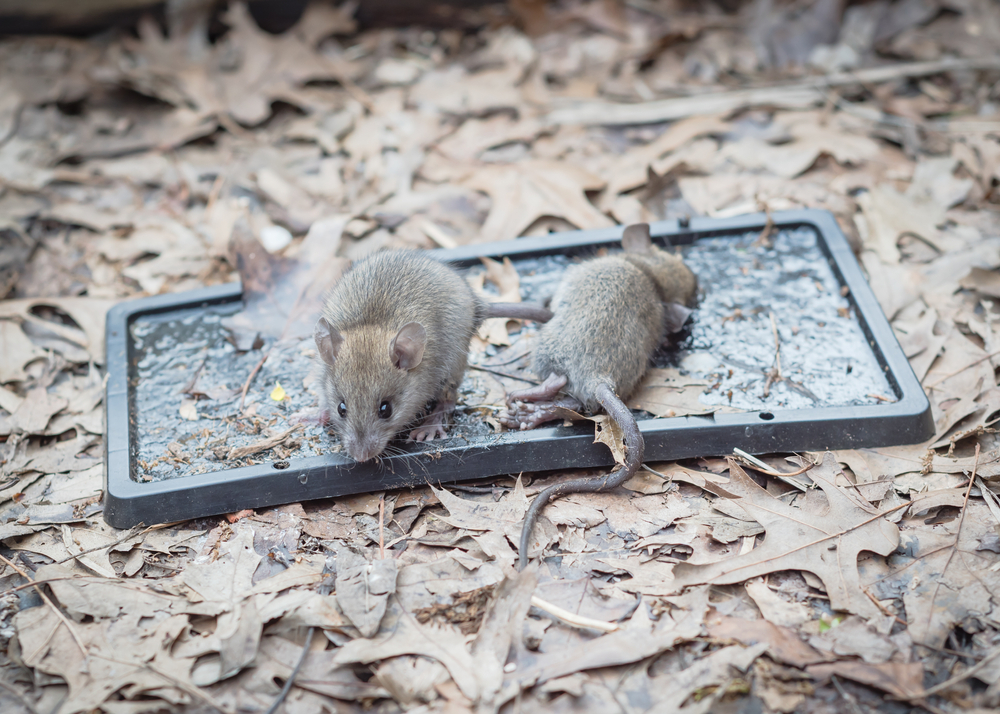 Ratoune et Compagnies