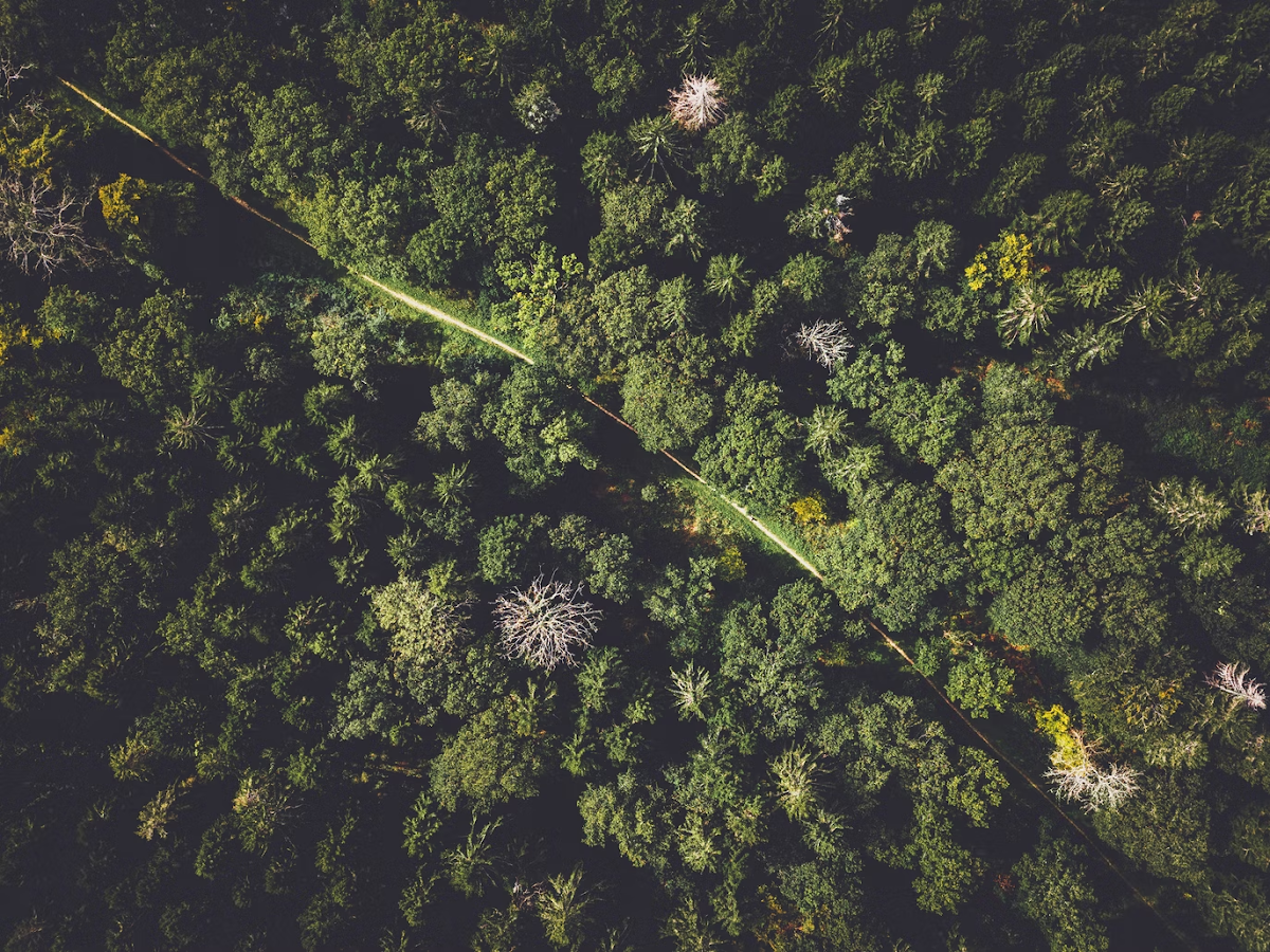 Eco Régulation guêpes et frelons
