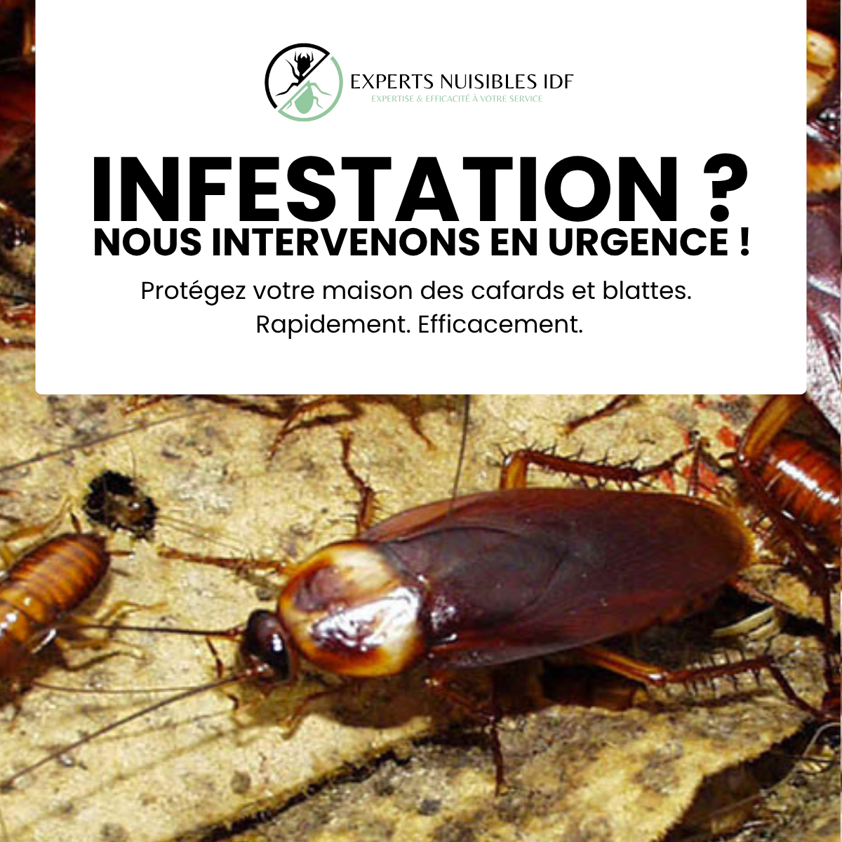 EXPERTS NUISIBLES IDF