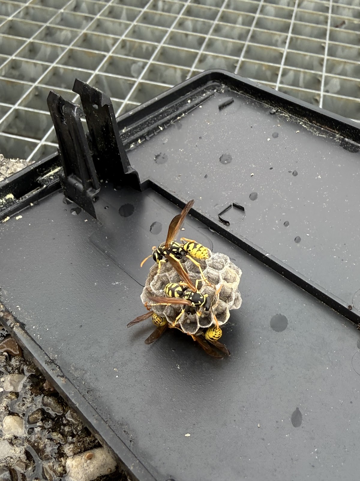 Pest Wars 4D