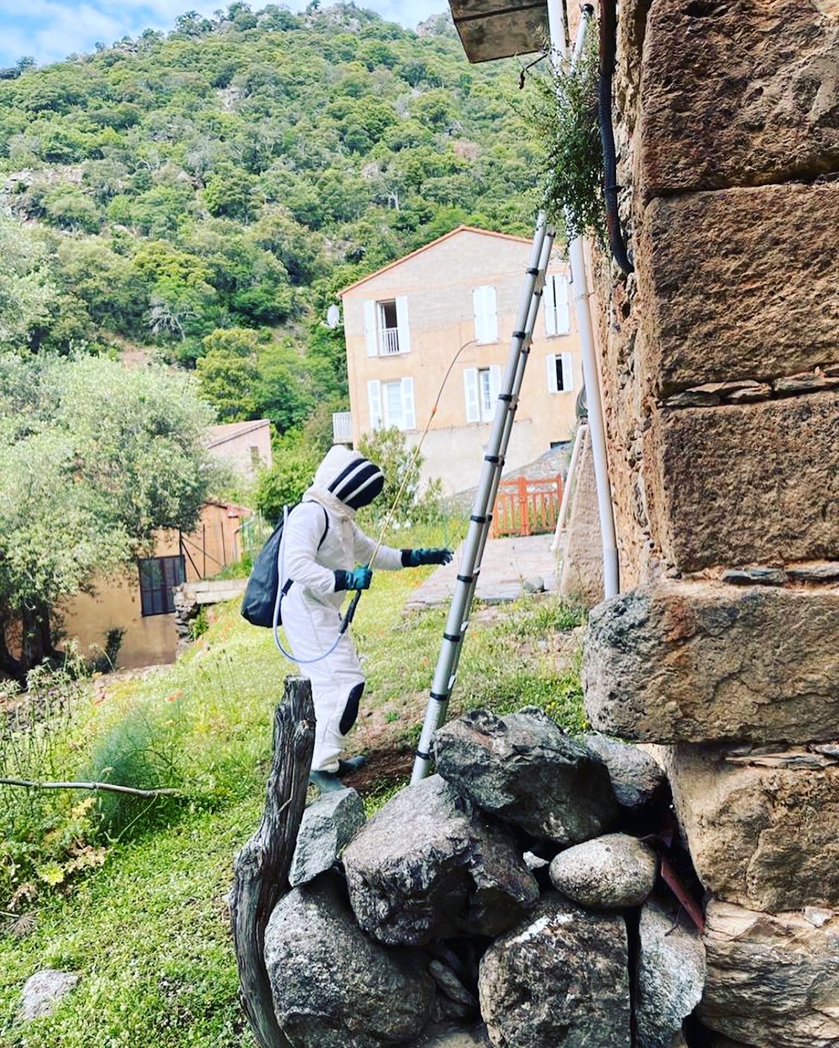 Corse Guêpes Frelons