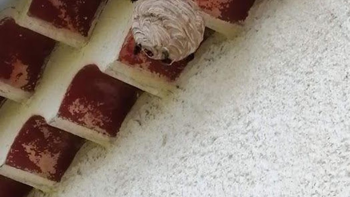 3D Nuisibles Multiservices | Dératisation - Désinfection - Désinsectisation | Débarras