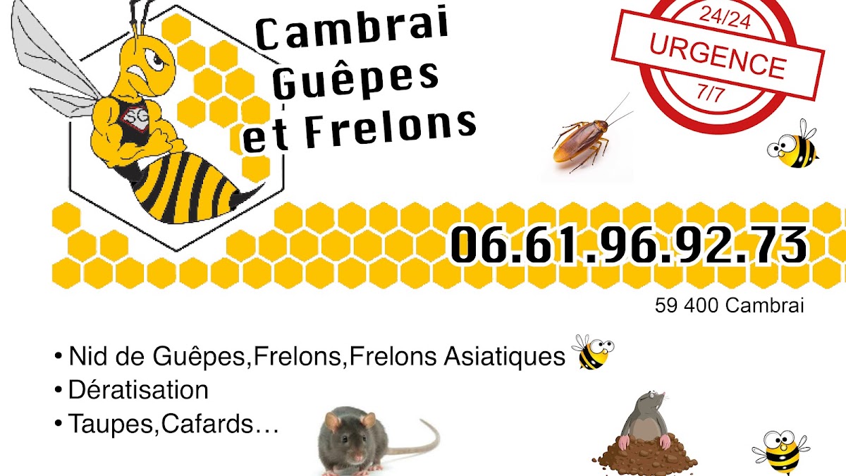 Cambrai guêpes et frelons